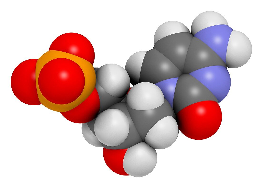 Deoxycytidine monophosphate molecule