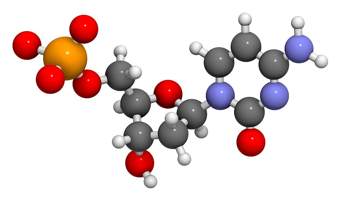 Deoxycytidine monophosphate molecule