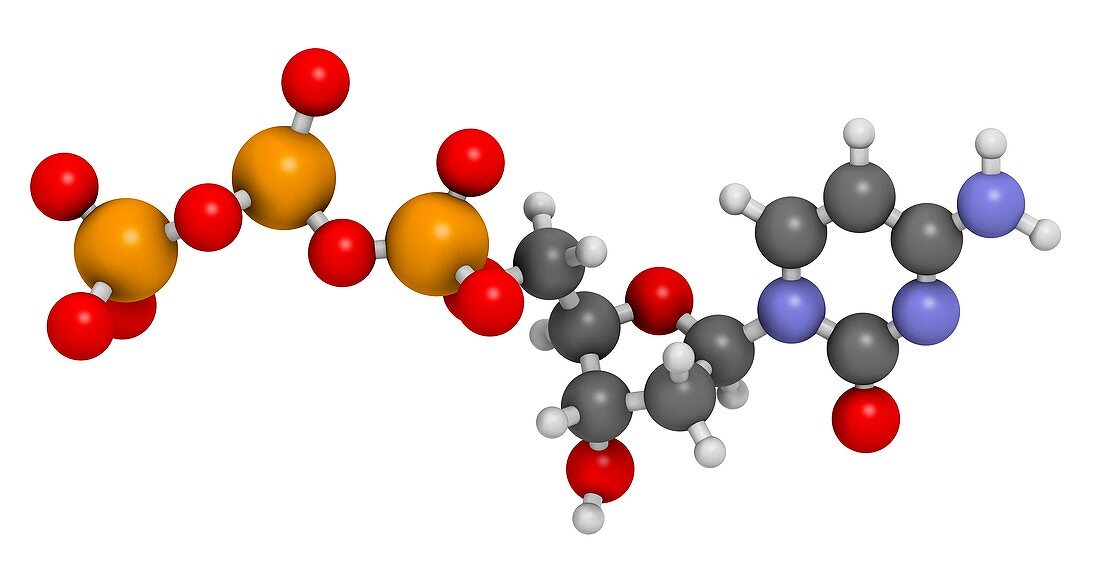 Deoxycytidine triphosphate molecule