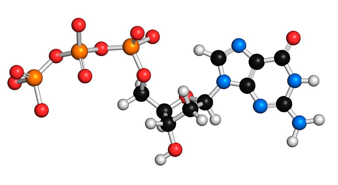 Deoxyguanosine triphosphate molecule