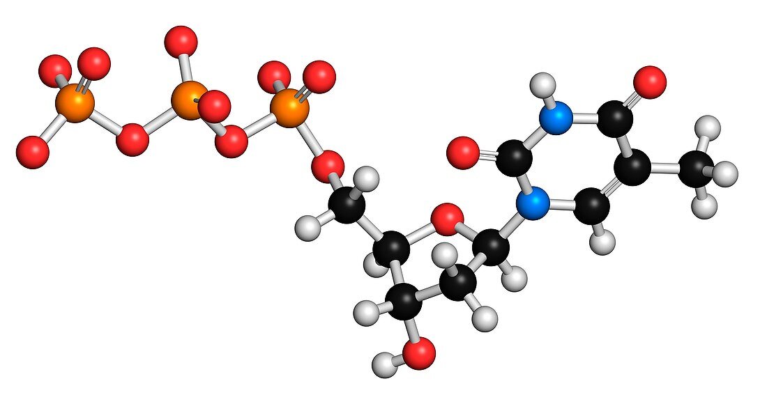 Thymidine triphosphate molecule