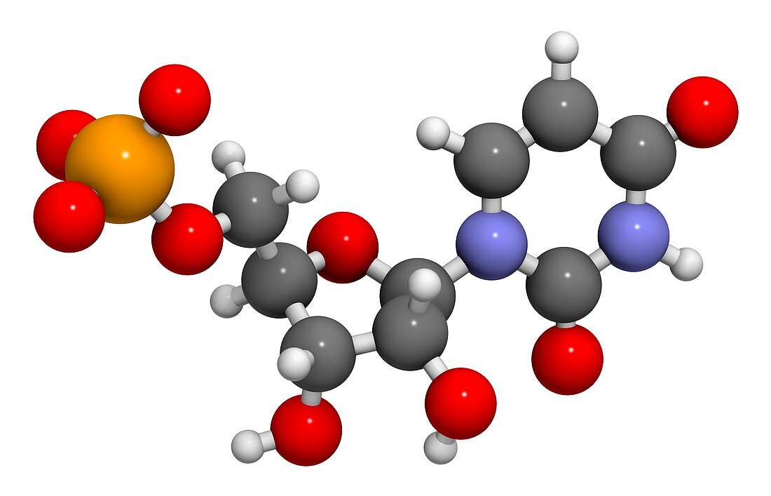 Uridine monophosphate nucleotide molecule