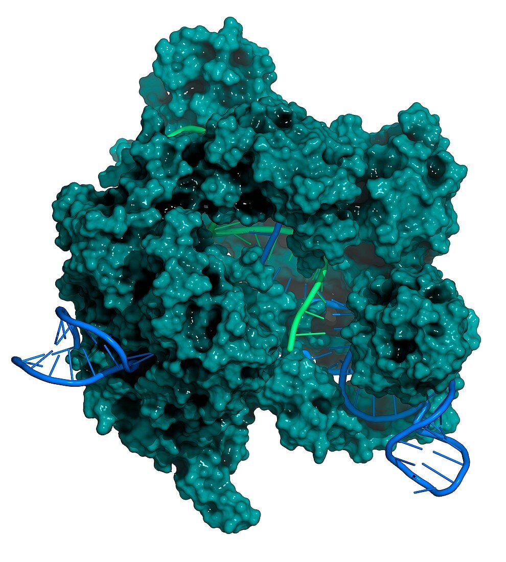 CRISPR-CAS9 gene editing complex