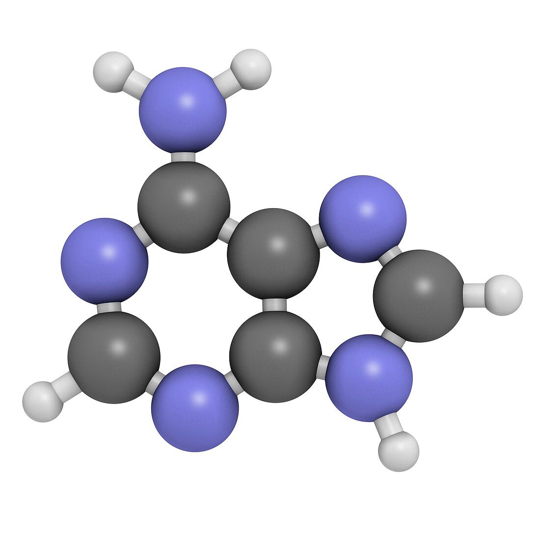 Adenine purine nucleobase molecule