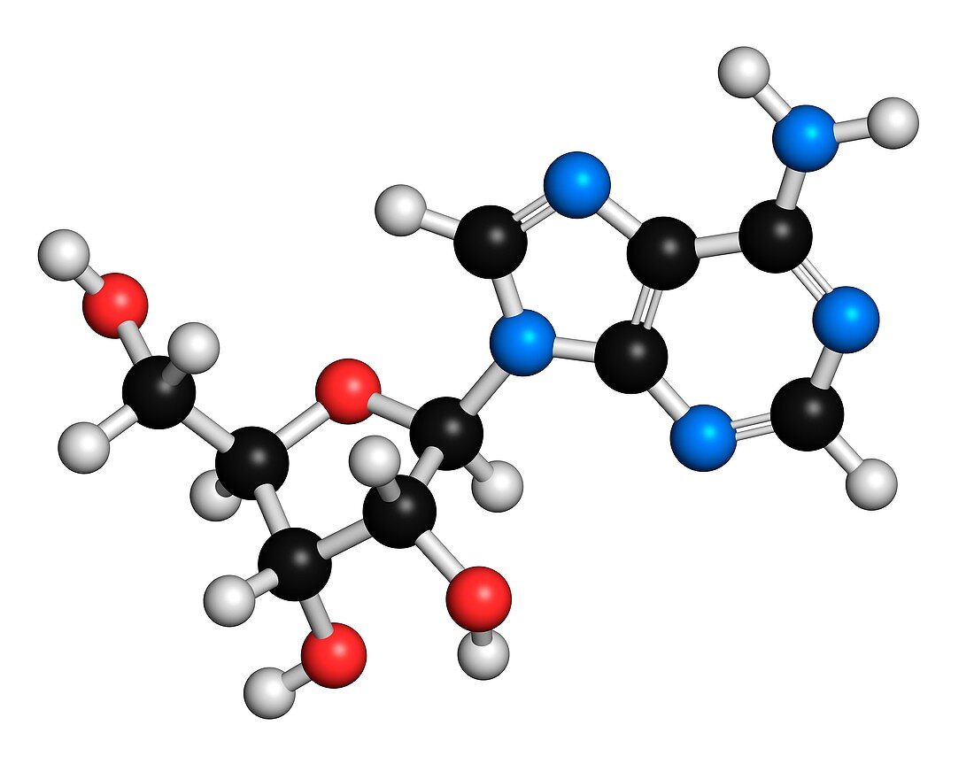Adenosine purine nucleoside molecule