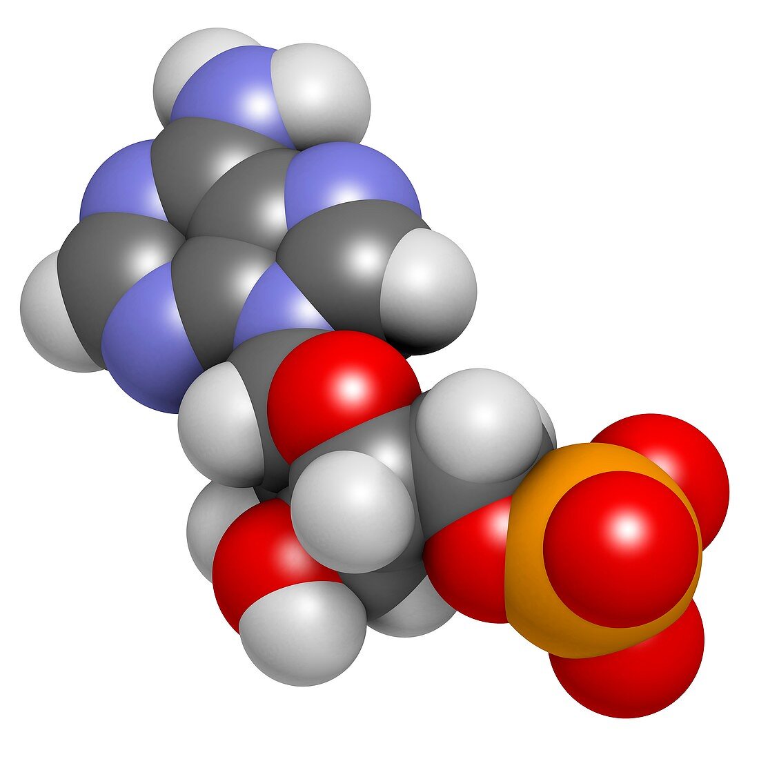 Adenosine monophosphate molecule