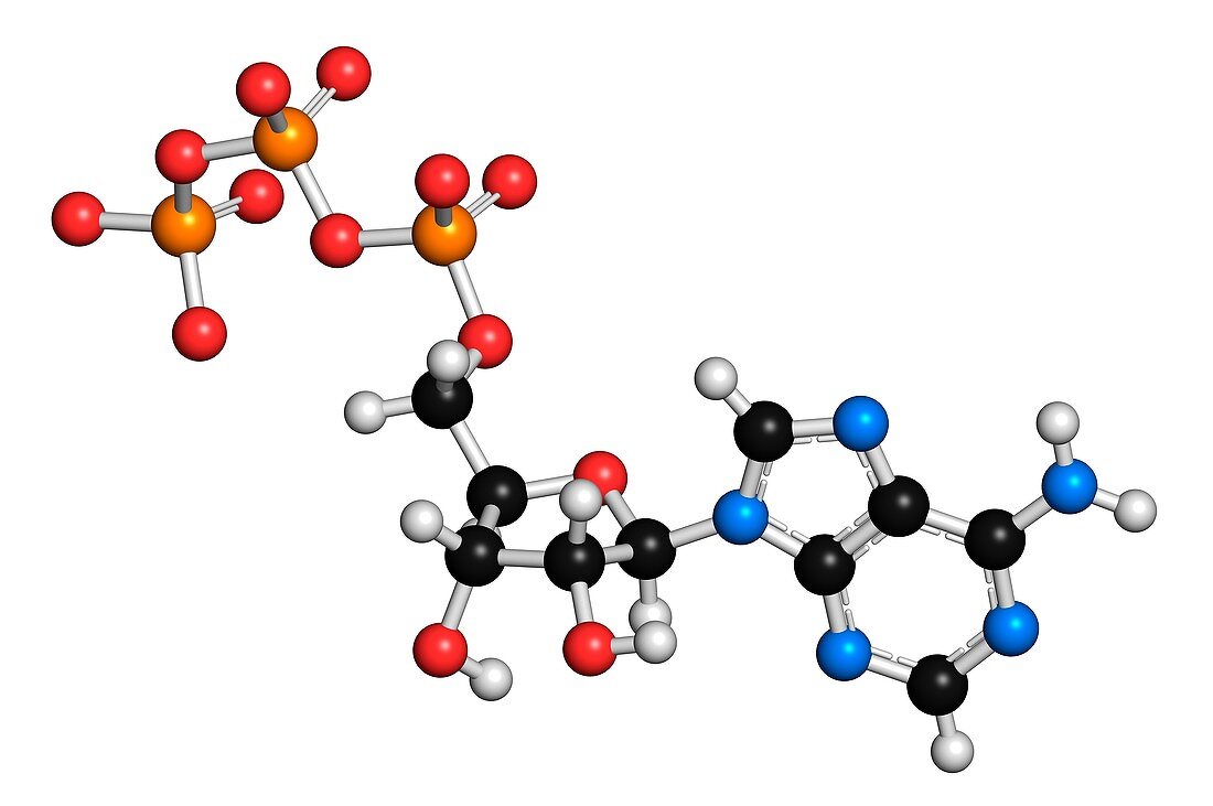 Adenosine triphosphate molecule