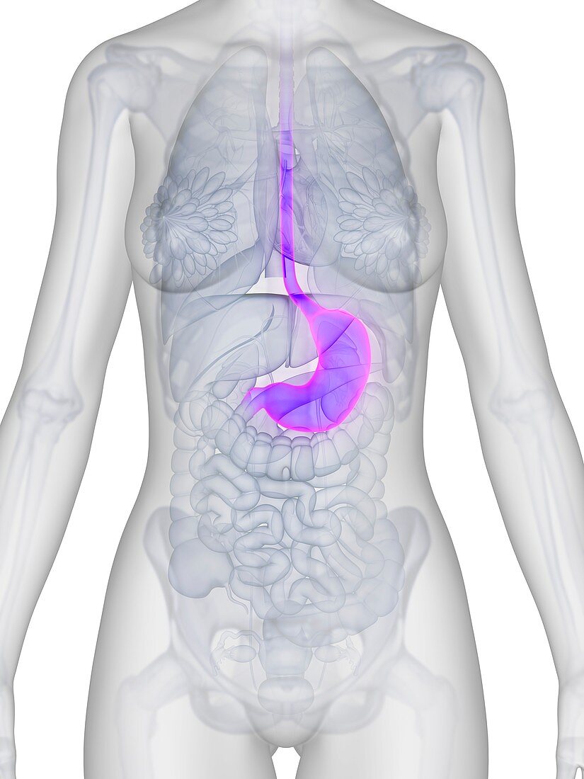 Human stomach,illustration