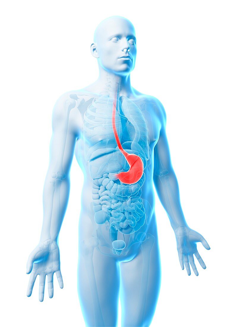 Human stomach,illustration