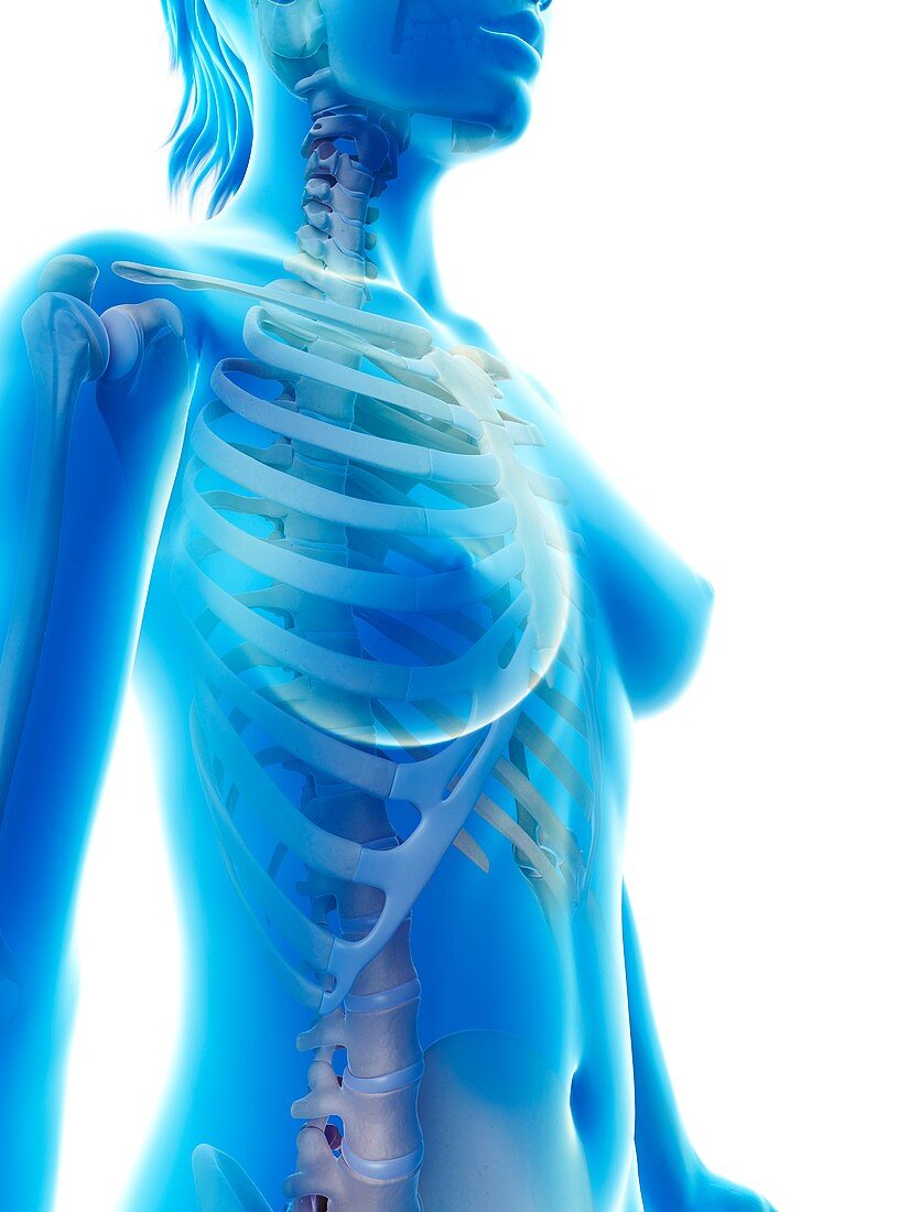 Female skeletal system,illustration