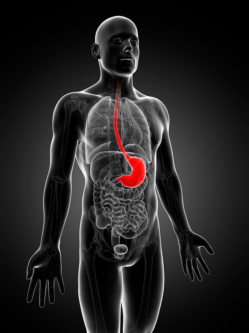 Human stomach,illustration