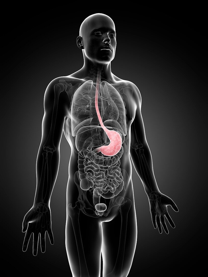 Human stomach,illustration