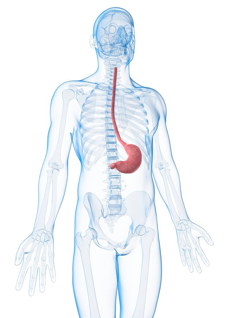 Human stomach,illustration