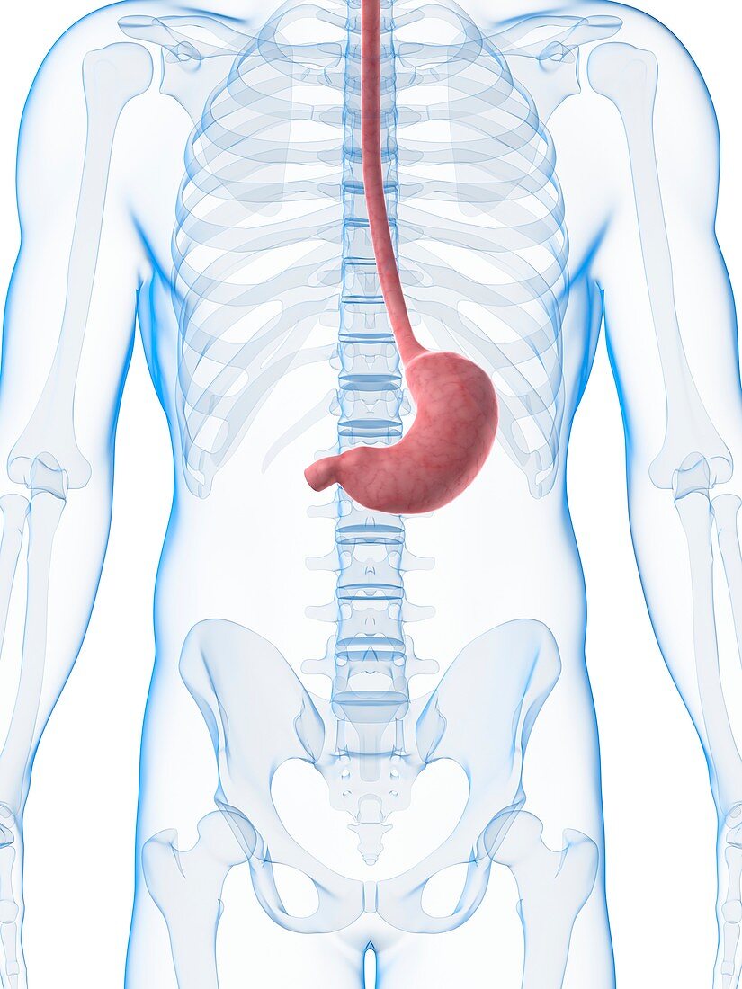 Human stomach,illustration