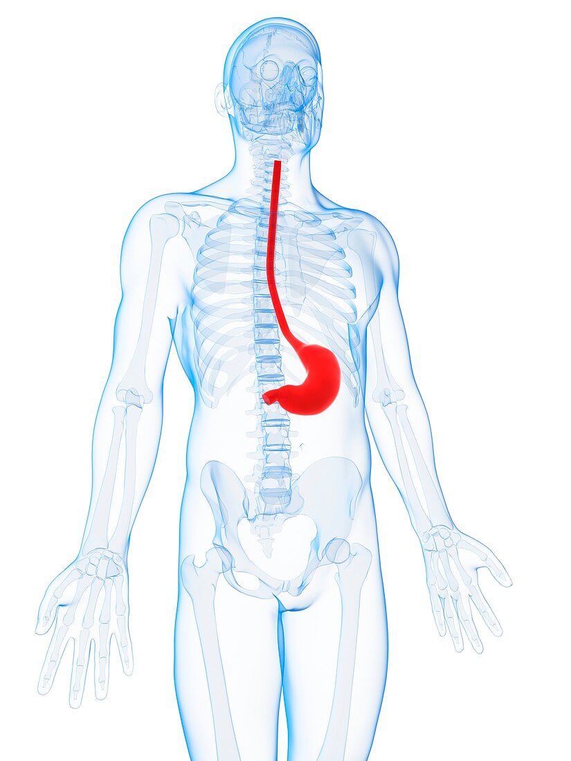 Human stomach,illustration