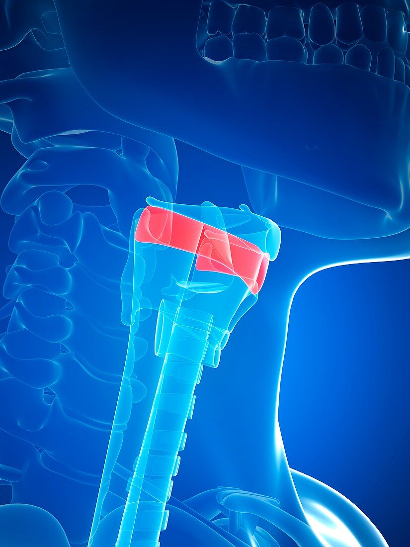 Human larynx anatomy,illustration