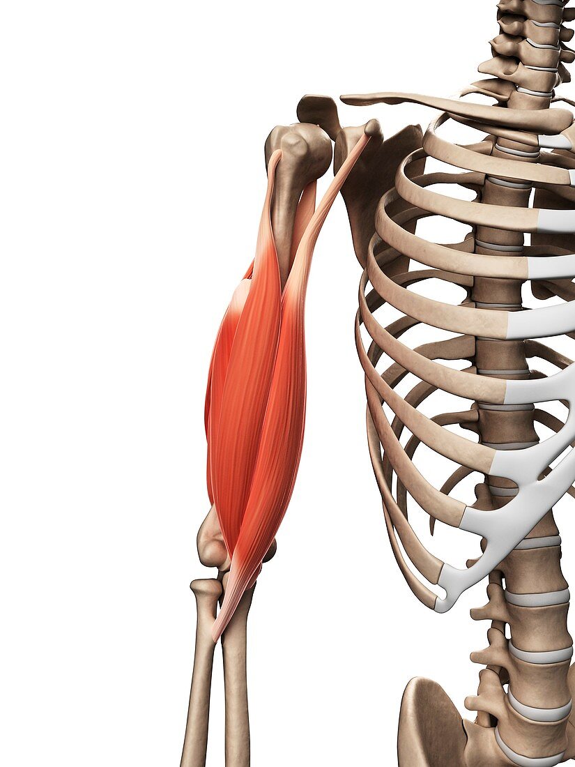 Human arm muscles,illustration