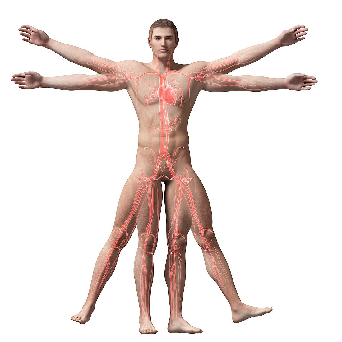 Human vascular system,illustration