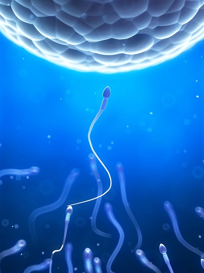 Human sperm and egg,illustration