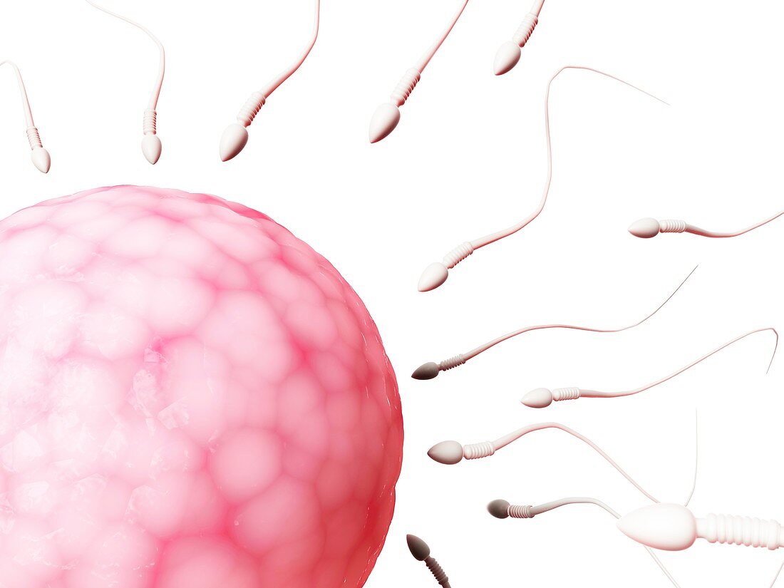 Human sperm and egg,illustration