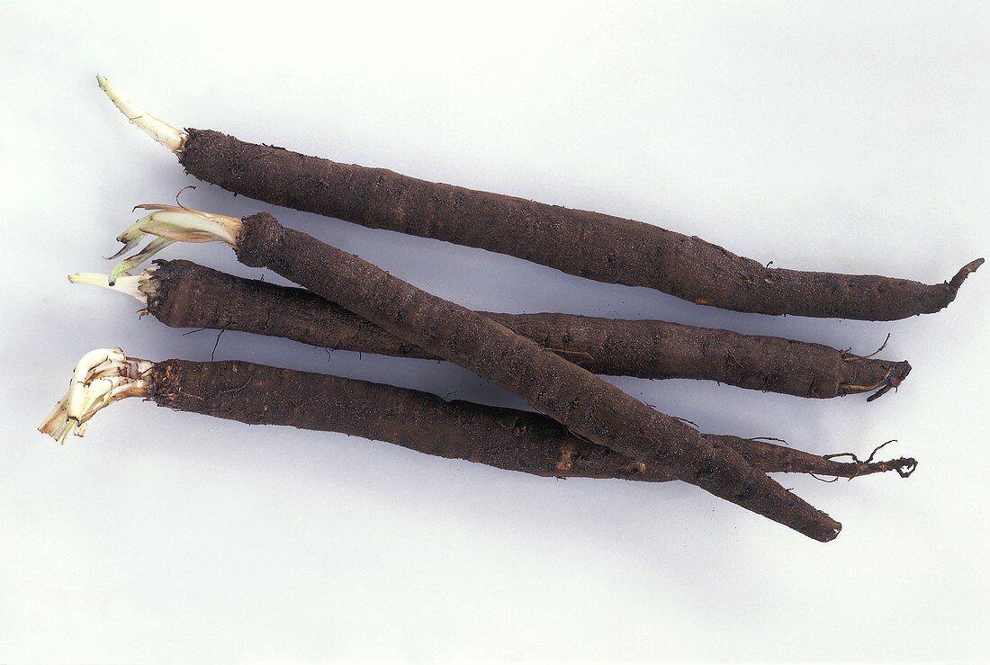 Four scorzonera on grey-white background