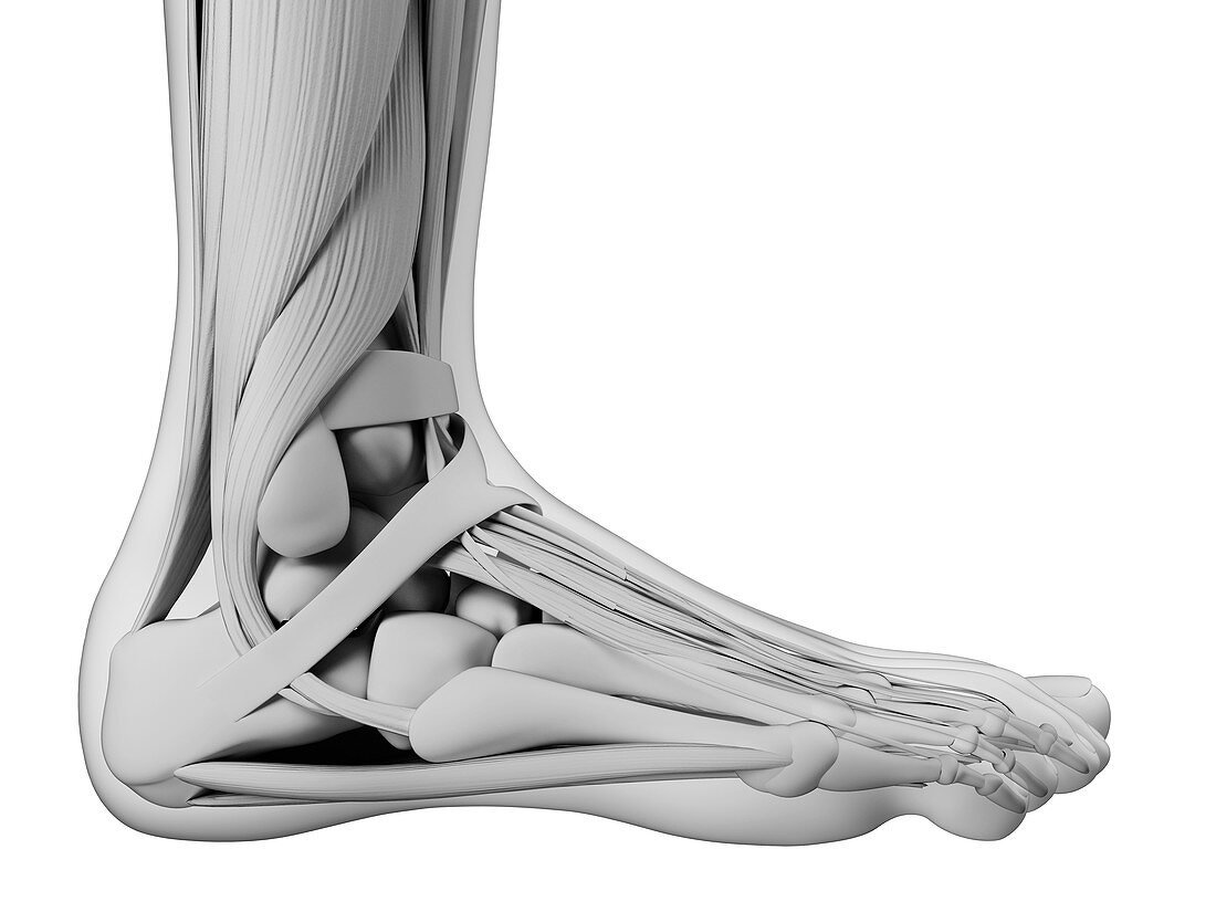 Human foot anatomy,illustration