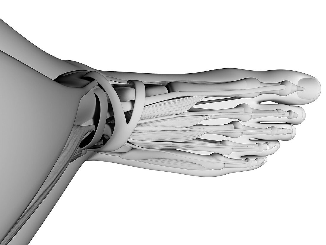 Human foot anatomy,illustration