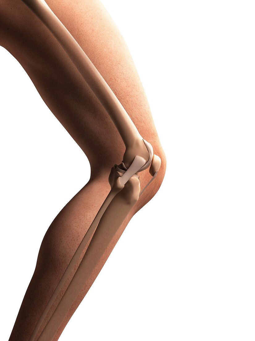 Human knee anatomy,illustration