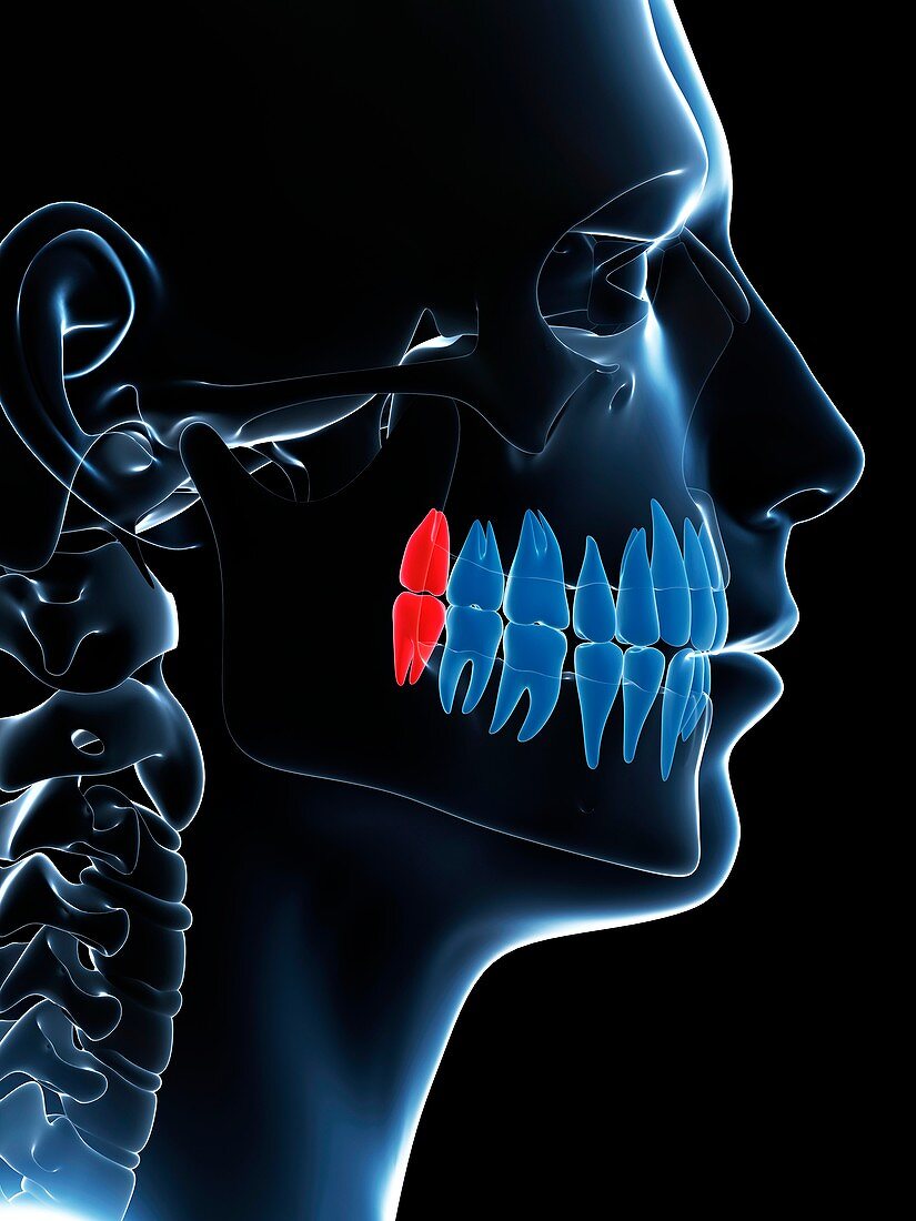 Human wisdom teeth,illustration