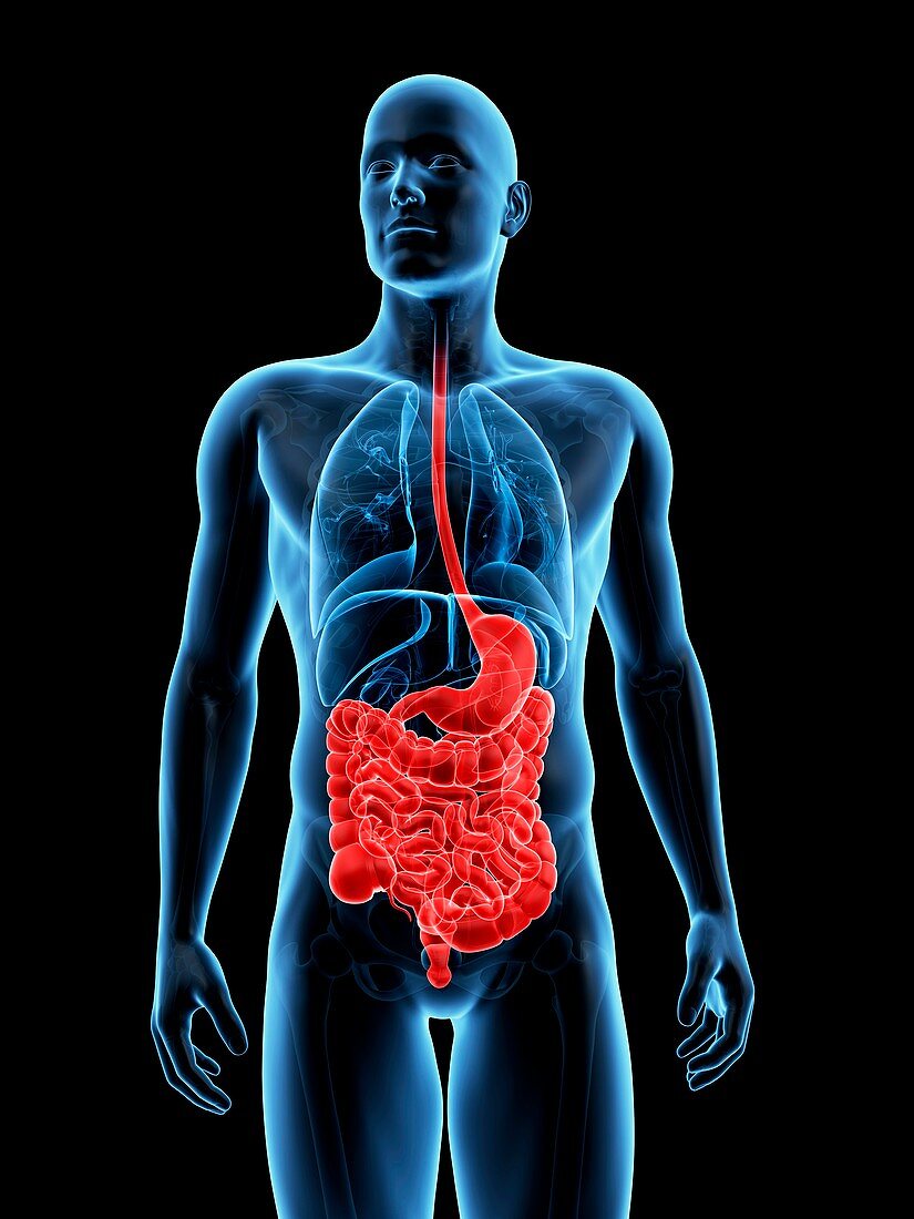 Human digestive system,illustration