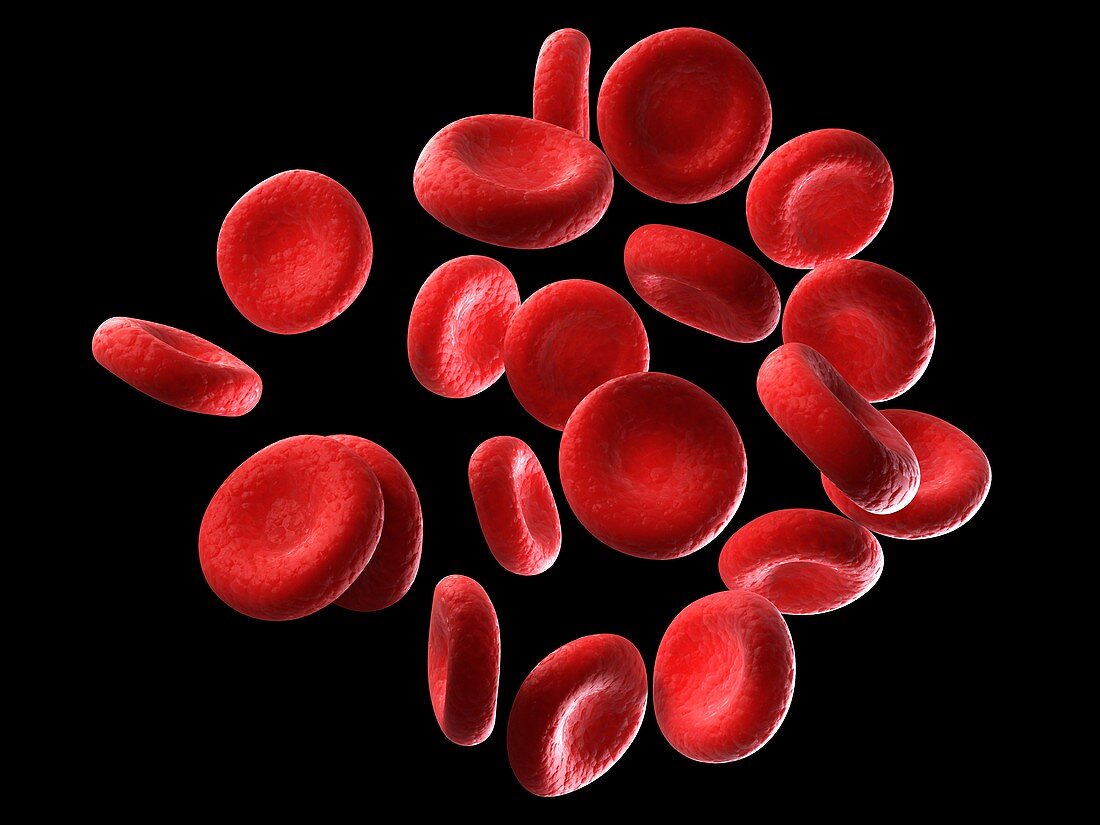 Human red blood cells,illustration