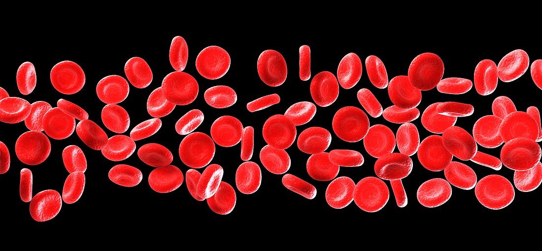 Human red blood cells,illustration