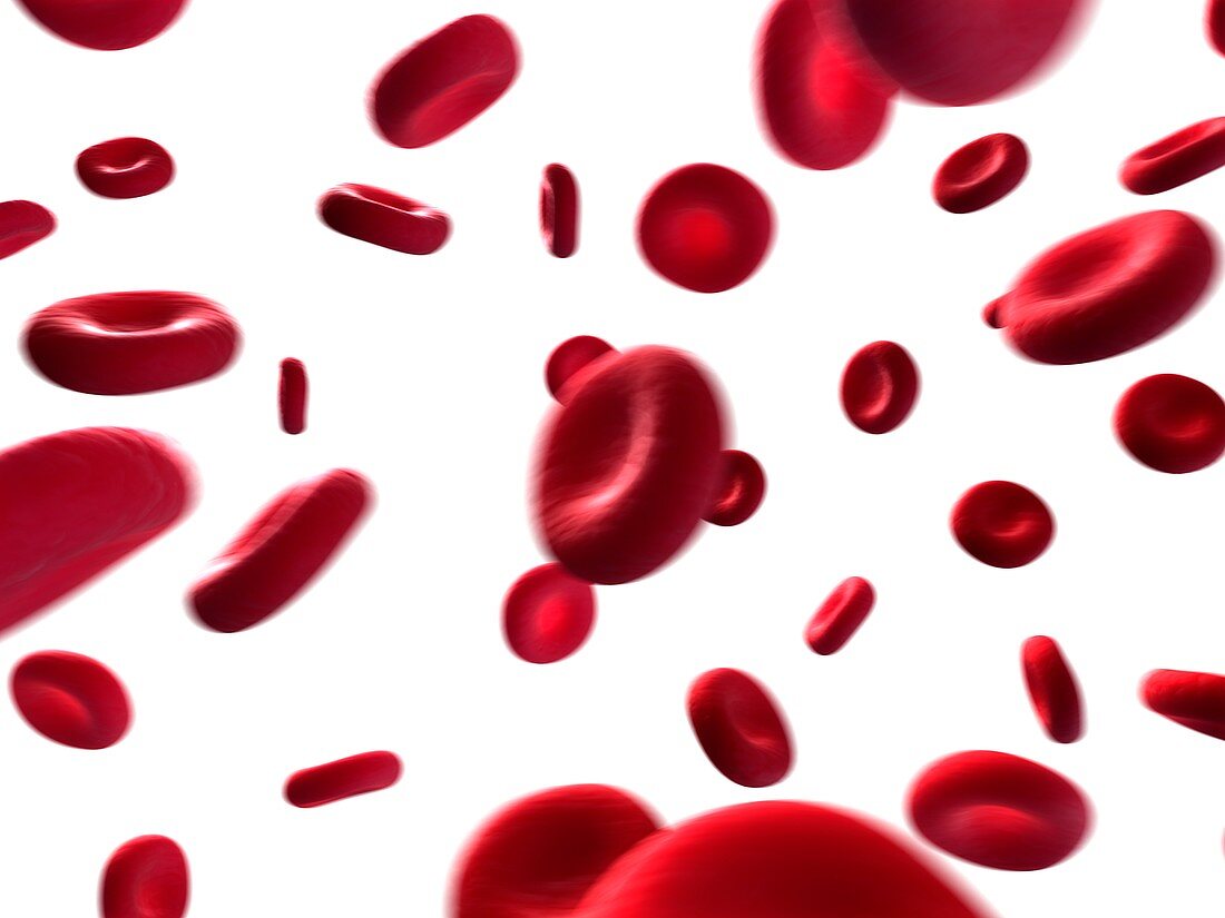 Human red blood cells,illustration