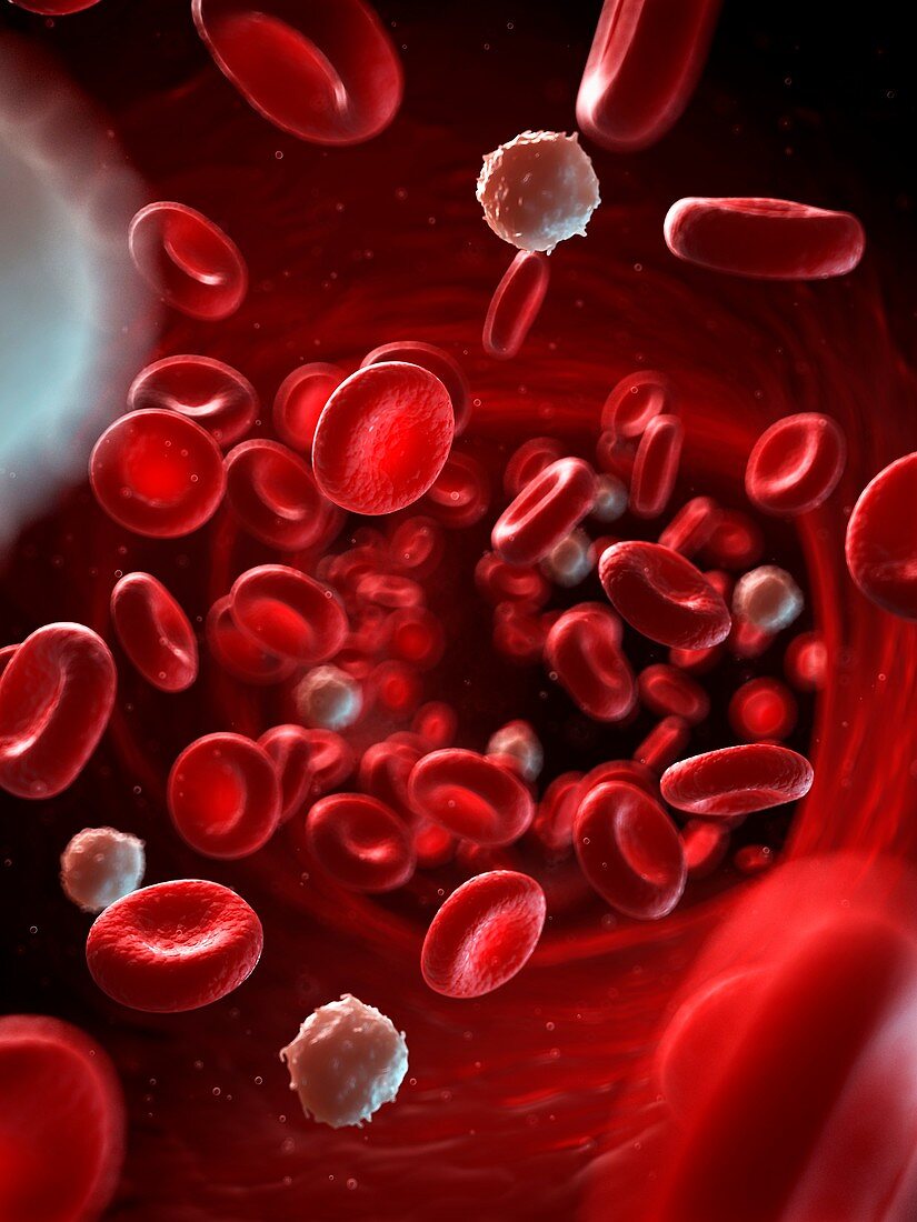 Red and white blood cells,illustration