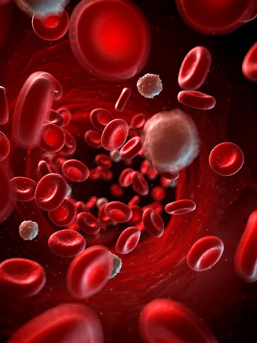 Red and white blood cells,illustration