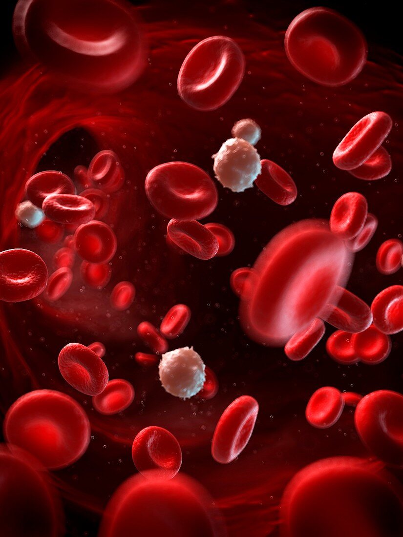 Red and white blood cells,illustration