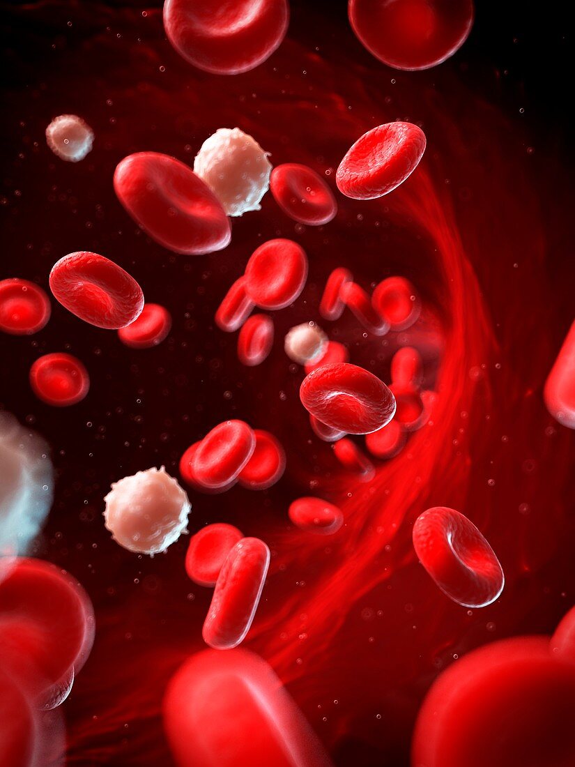 Red and white blood cells,illustration