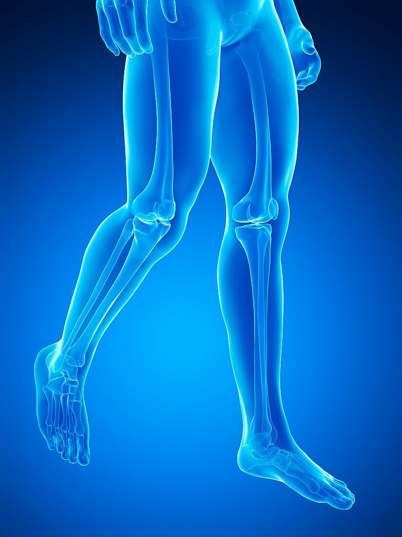 Human leg bones,illustration