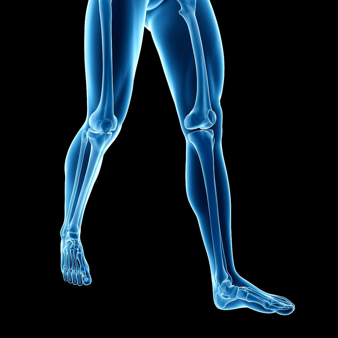 Human leg bones,illustration