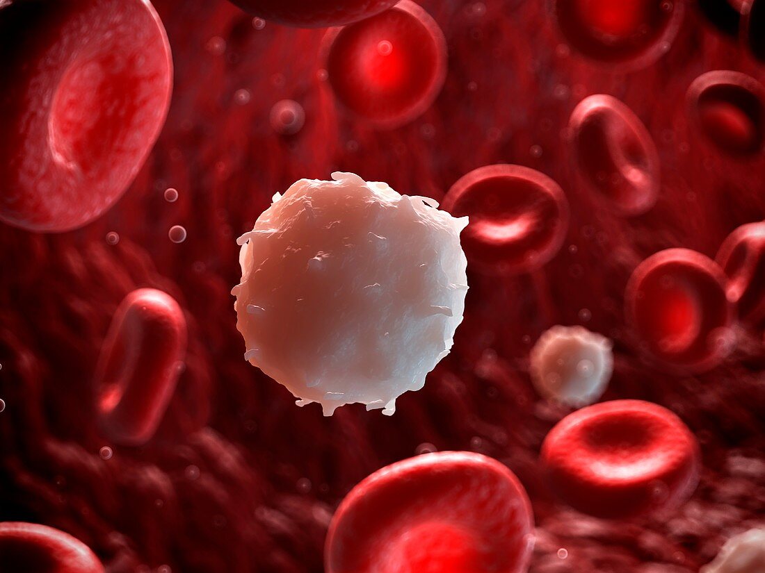 White blood cell,illustration