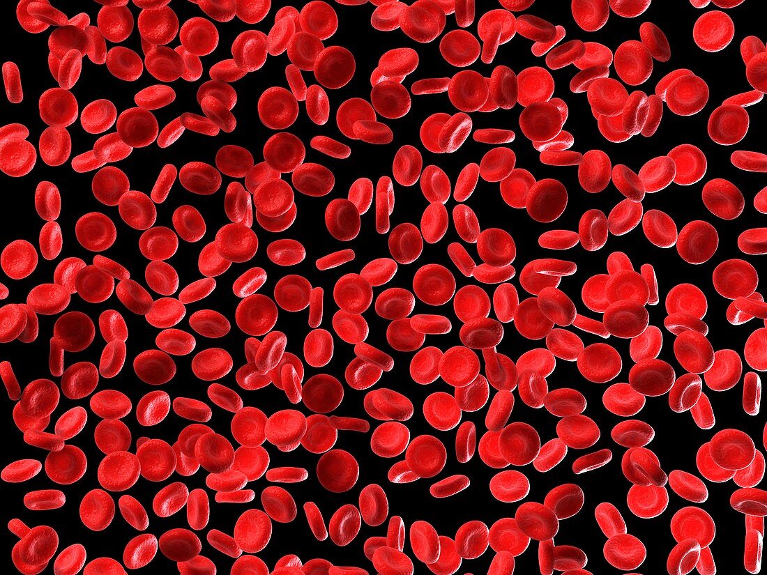 Human red blood cells,illustration