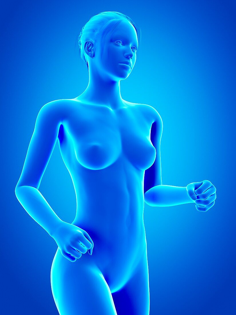 Female anatomy,illustration