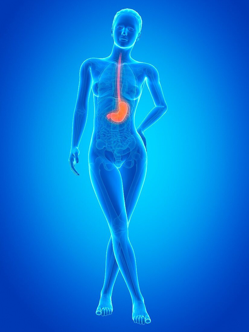 Human stomach,illustration