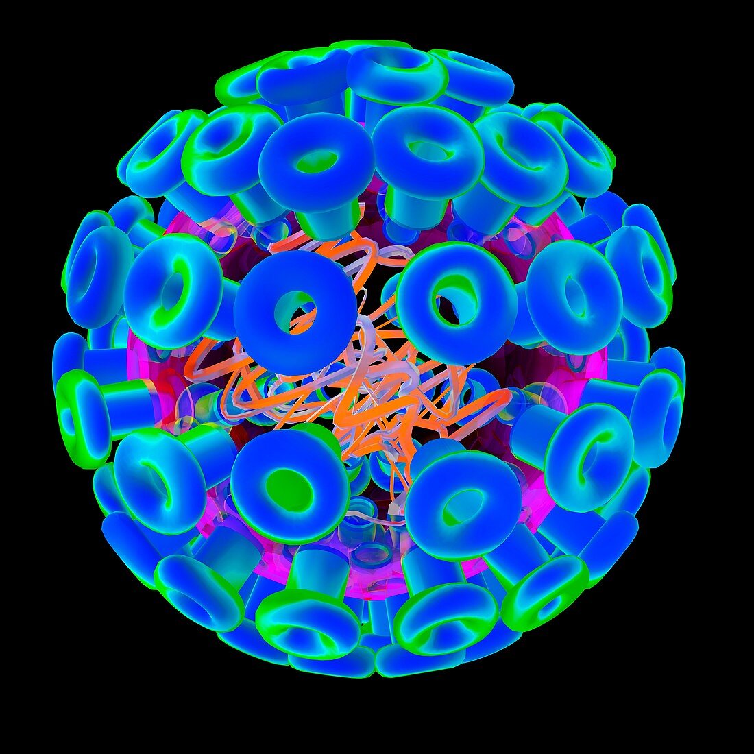 Herpes simplex type 1 virus,illustration