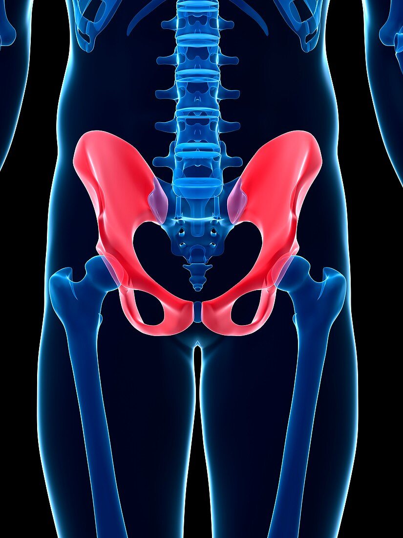 Human pelvis,illustration