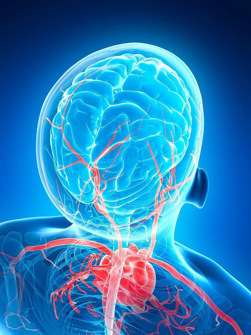 Human blood vessels,illustration