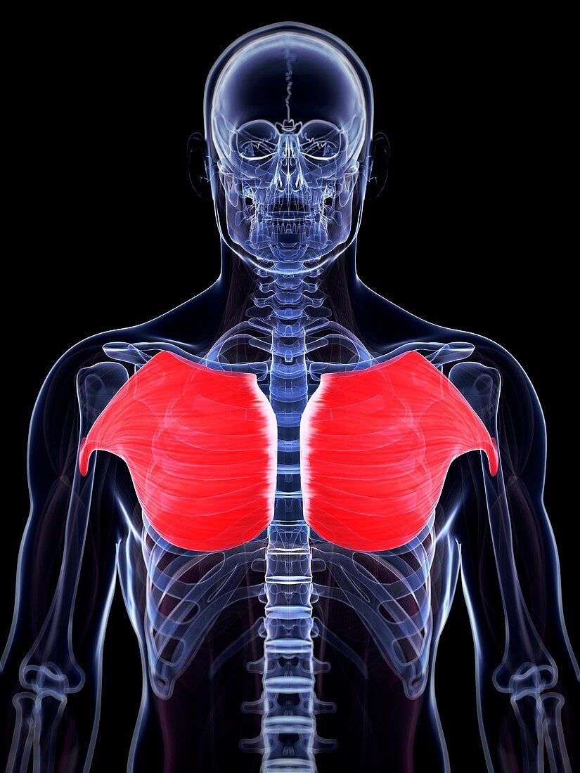 Human chest muscles,illustration