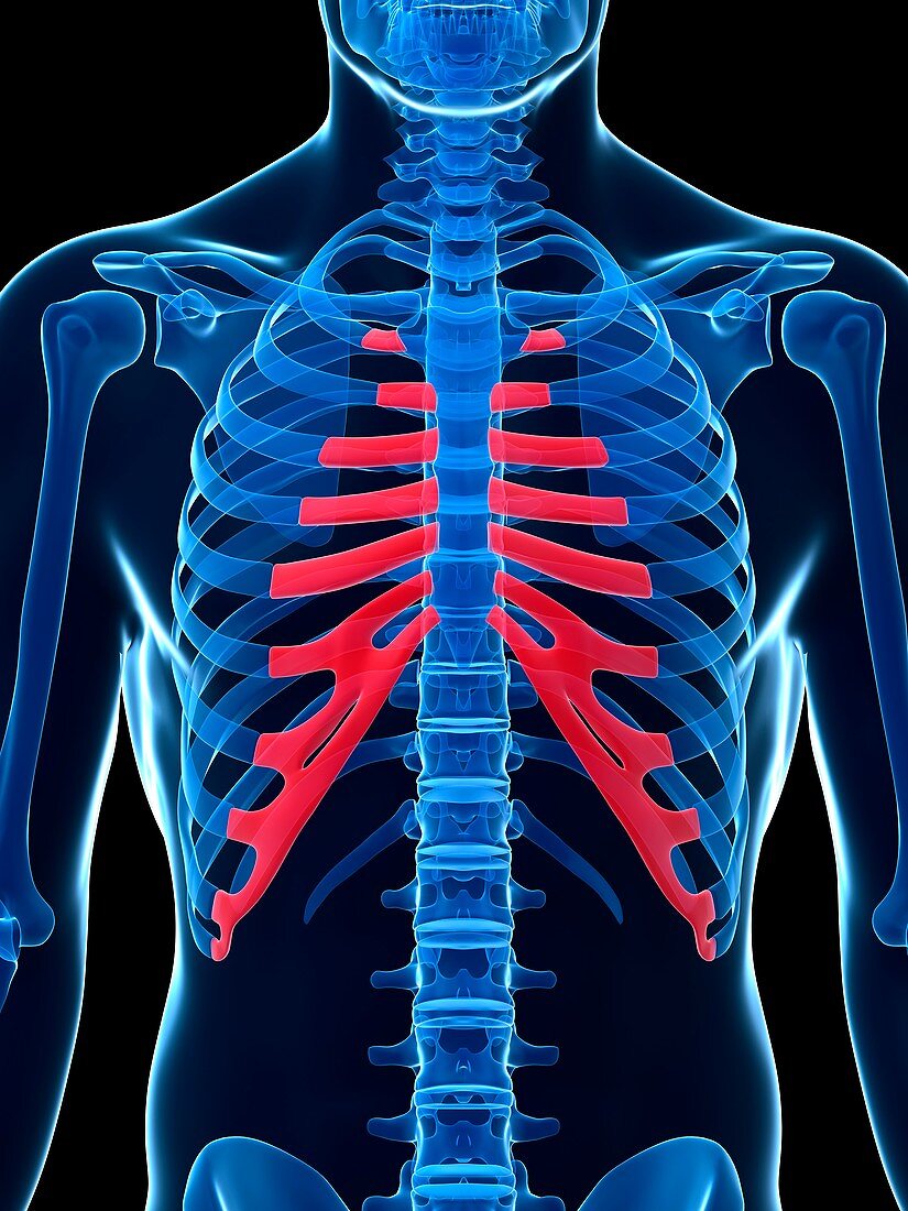 Human rib cartilage,illustration