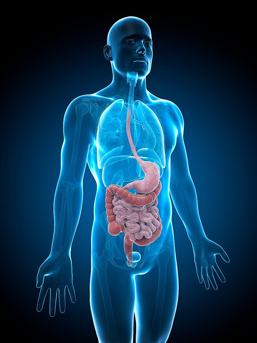 Human digestive system,illustration