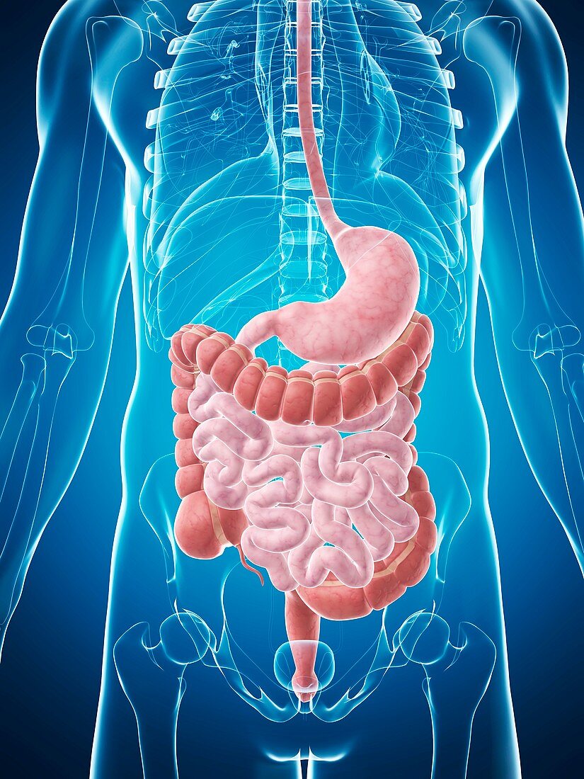 Human digestive system,illustration